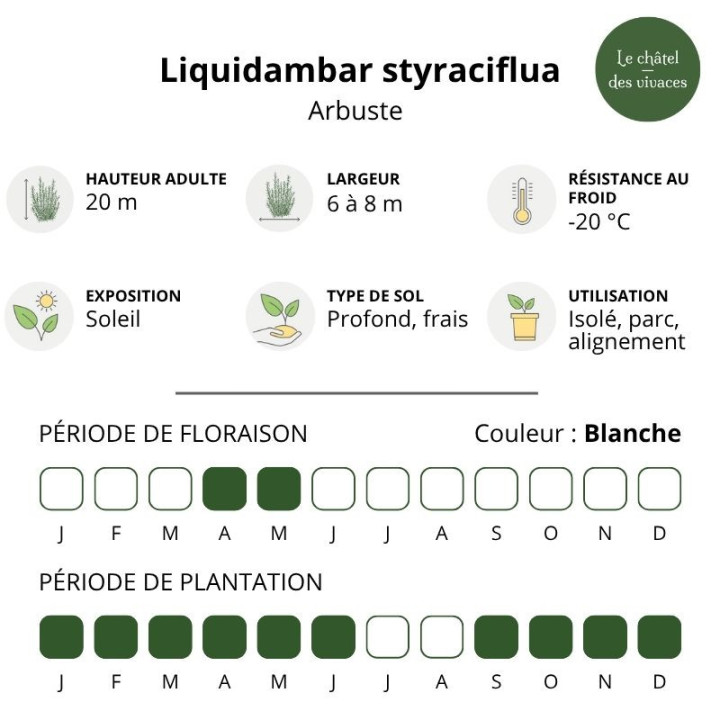 Liquidambar styraciflua