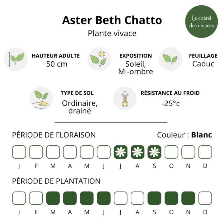 Caractéristiques de l'Aster divaricatus Beth Chatto