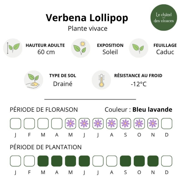 Verbena bonariensis Lollipop