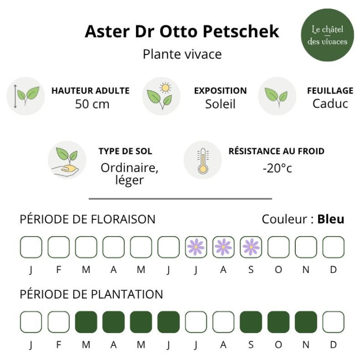 Aster amellus Dr Otto Petschek