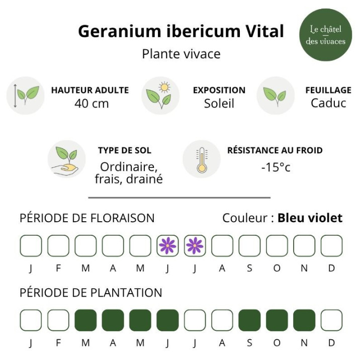 Geranium ibericum Vital