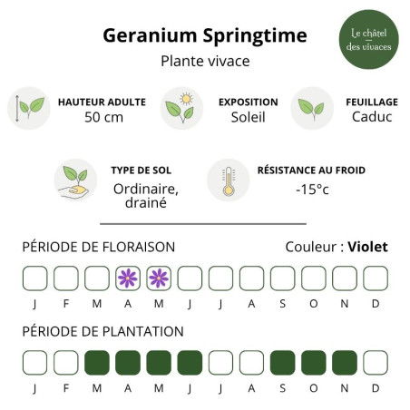 Geranium phaeum Springtime | Plantes vivaces de printemps