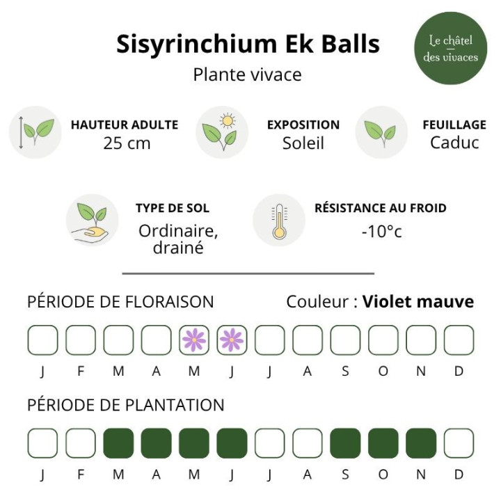 Sisyrinchium Ek Balls