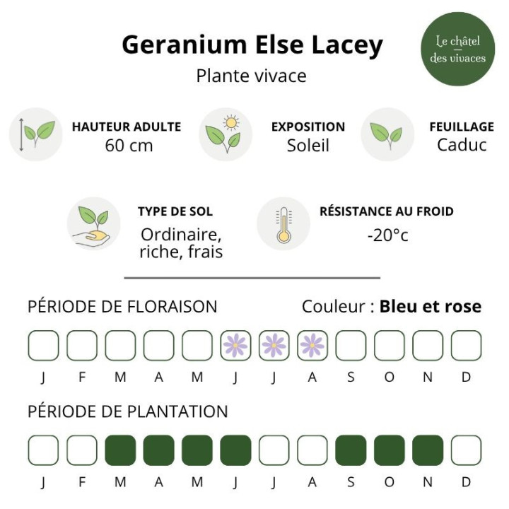 Caractéristiques du Geranium pratense Else Lacey