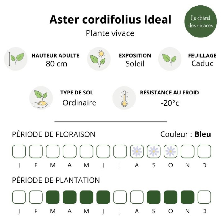 Aster cordifolius Ideal