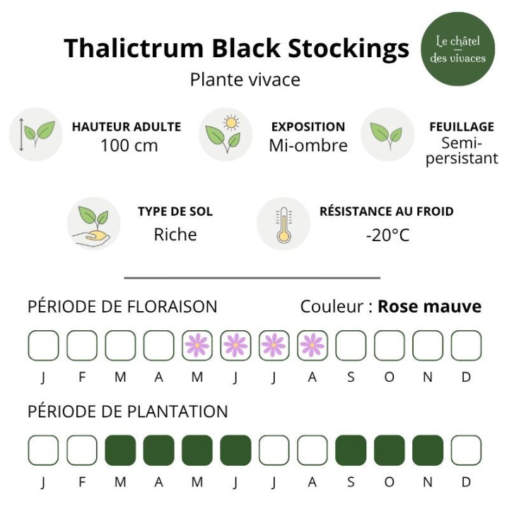 Caractéristiques du Thalictrum Black Stockings
