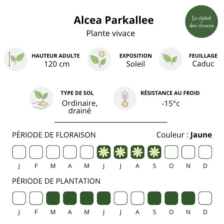 Alcea Parkallee