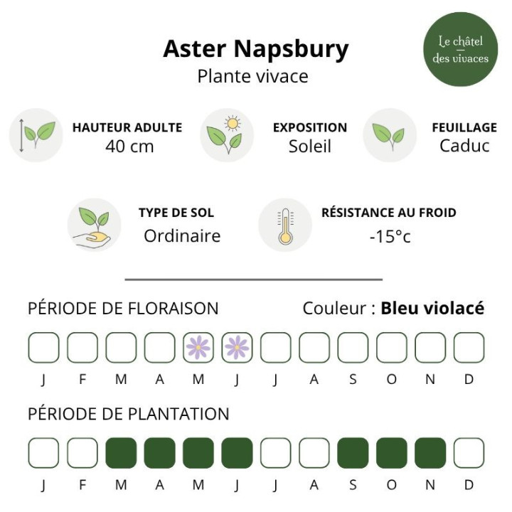 Aster tongolensis Napsbury