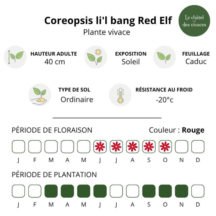 Coreopsis li'l bang Red Elf