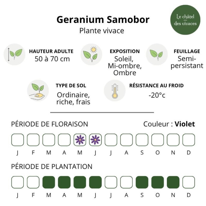 Geranium phaeum Samobor
