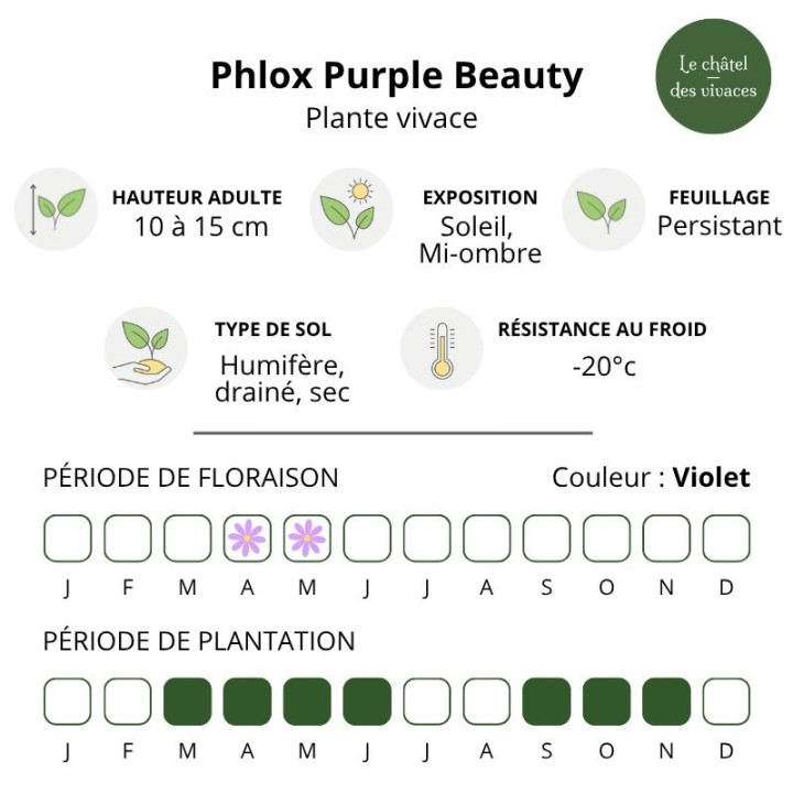 Phlox subulata Purple Beauty