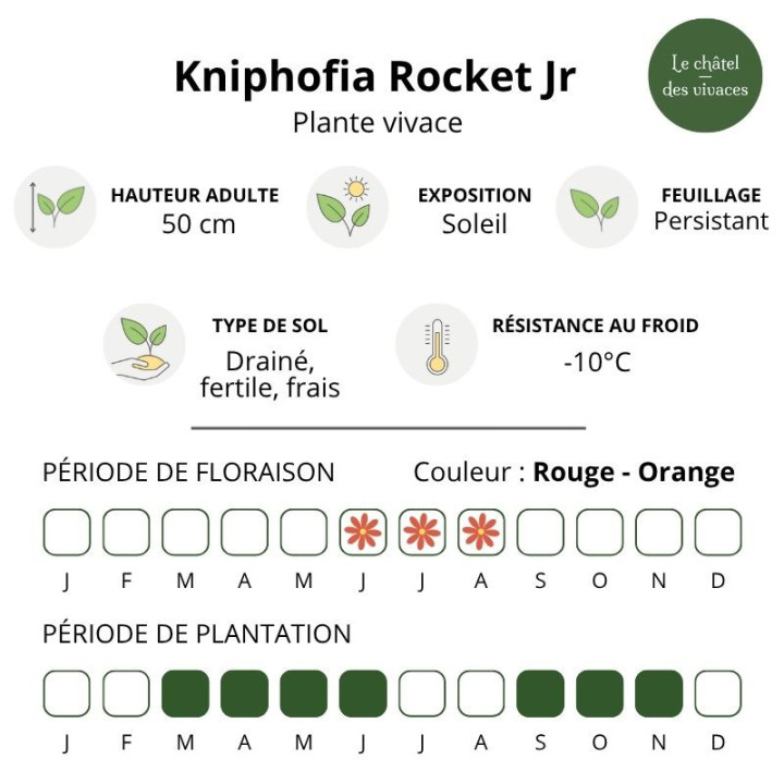 Kniphofia Rocket Jr