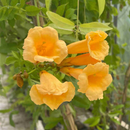 Campsis radicans Yellow Trumpet (Flava)