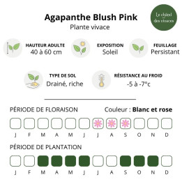 Agapanthe Blush Pink