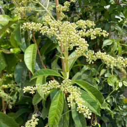 Pileostegia viburnoides