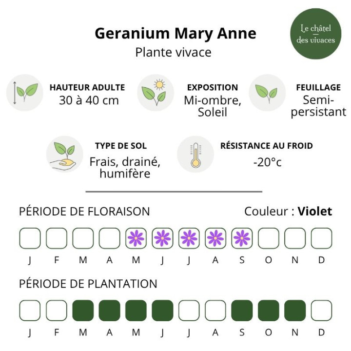 Caractéristiques du Geranium Mary Anne