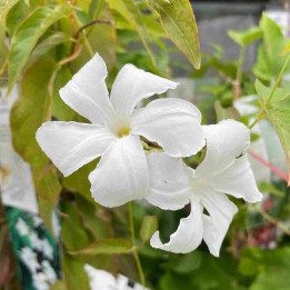 Mandevilla laxa