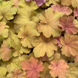 Heuchera Mega Caramel