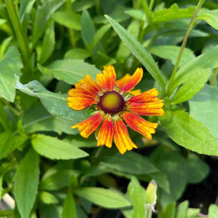 Helenium Peach Sundae