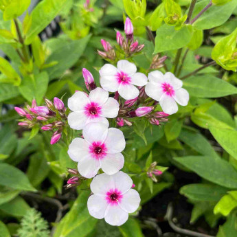 Phlox paniculata Early Blush Pop Phlox paniculata Early Blush Pop