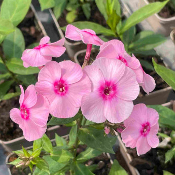 Phlox paniculata Flame Pro Pink Pop Phlox paniculata Flame Pro Pink Pop