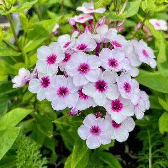 Phlox paniculata Early Blush Pop Phlox paniculata Early Blush Pop