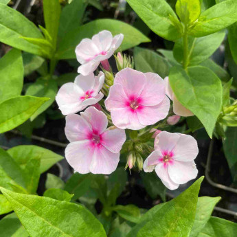 Phlox paniculata Flame Pro Soft Pink Phlox paniculata Flame Pro Soft Pink