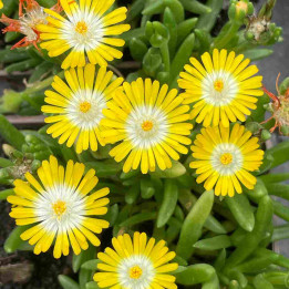 Delosperma Jewel of Desert Peridott
