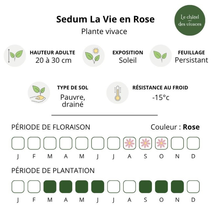 Caractéristiques du Sedum La Vie en Rose