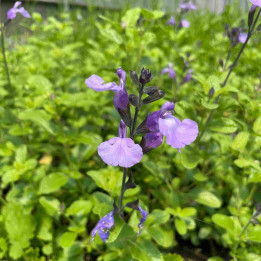 Salvia microphylla So Cool Pale Blue