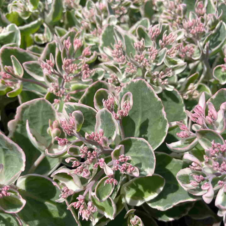 Feuillage et fleurs du Sedum La Vie en Rose