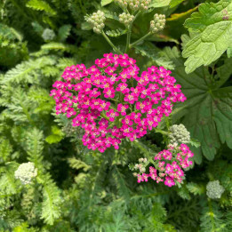 Fleur de l'Achillea millefolium Milly Rock Rose