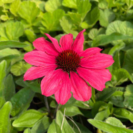 Fleurs de l'Echinacea SunSeekers Carmin