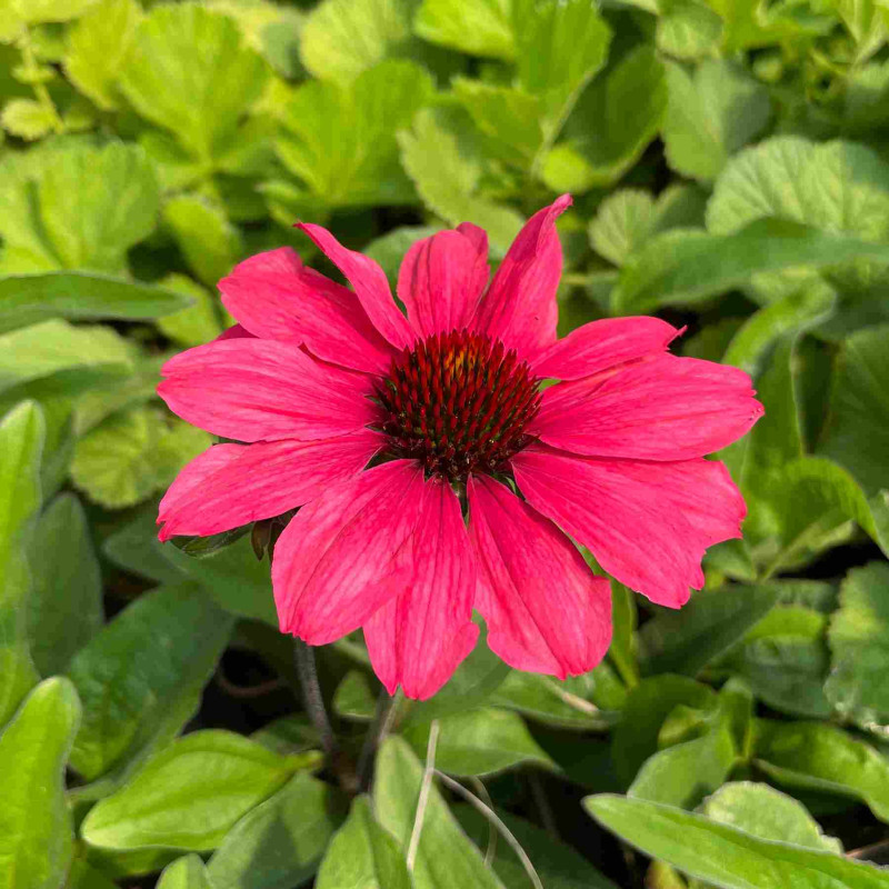 Fleurs de l'Echinacea SunSeekers Carmin Fleurs de l'Echinacea SunSeekers Carmin