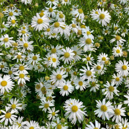 Floraison du Kalimeris incisa Alba