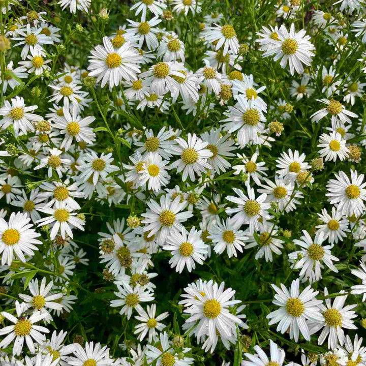 Floraison du Kalimeris incisa Alba