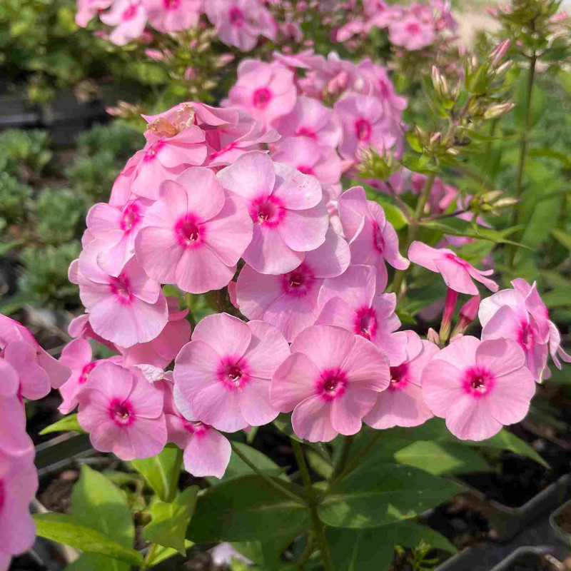 Phlox paniculata Flame Pro Pink Pop Phlox paniculata Flame Pro Pink Pop