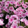 Phlox paniculata Flame Pro Soft Pink