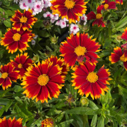 Coreopsis Uptick Red