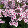 Phlox paniculata Early Blush Pop