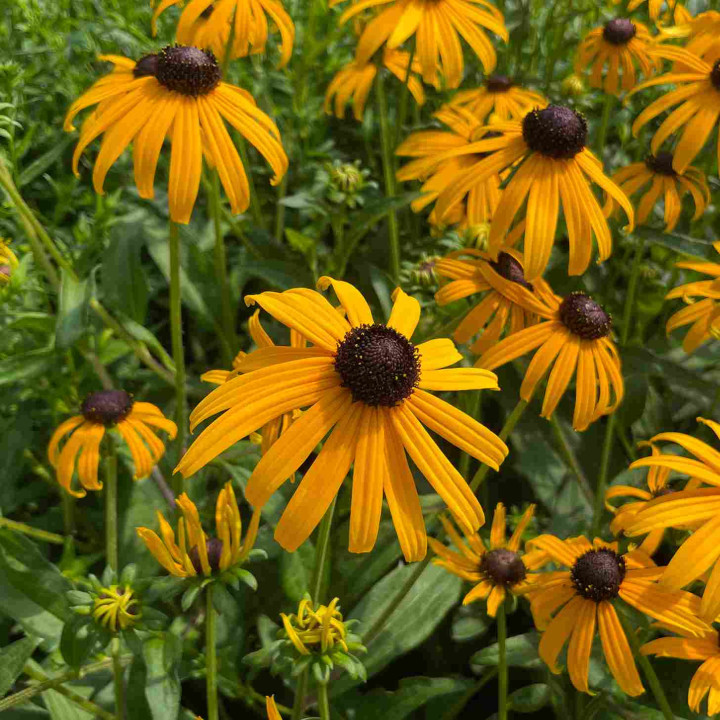 Gros plan des fleurs de Rudbeckia fulgida Goldsturm, jaune au coeur noir au Châtel des vivaces