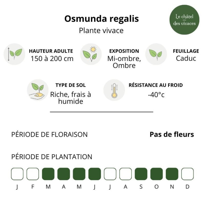 Osmunda regalis