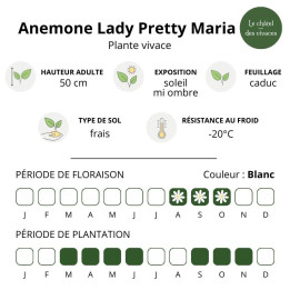 Anemone Lady Pretty Maria