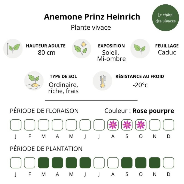 Caractéristiques de l'Anemone Prinz Heinrich