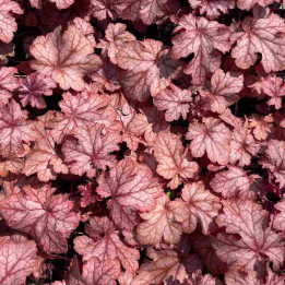 Feuillage de l'Heuchera Carnival Peach