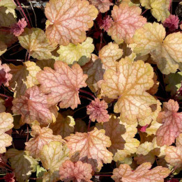 Feuillage de l'Heuchera Carnival Fall Festival
