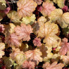 Heuchera Carnival Fall Festival