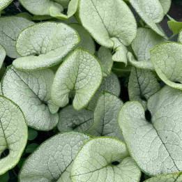Feuillage de la Brunnera macrophylla Alexandria
