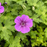 Fleur du Geranium Mary Anne