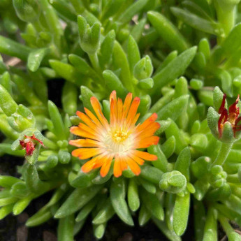 Delosperma Jewel of Desert Topaz Delosperma Jewel of Desert Topaz